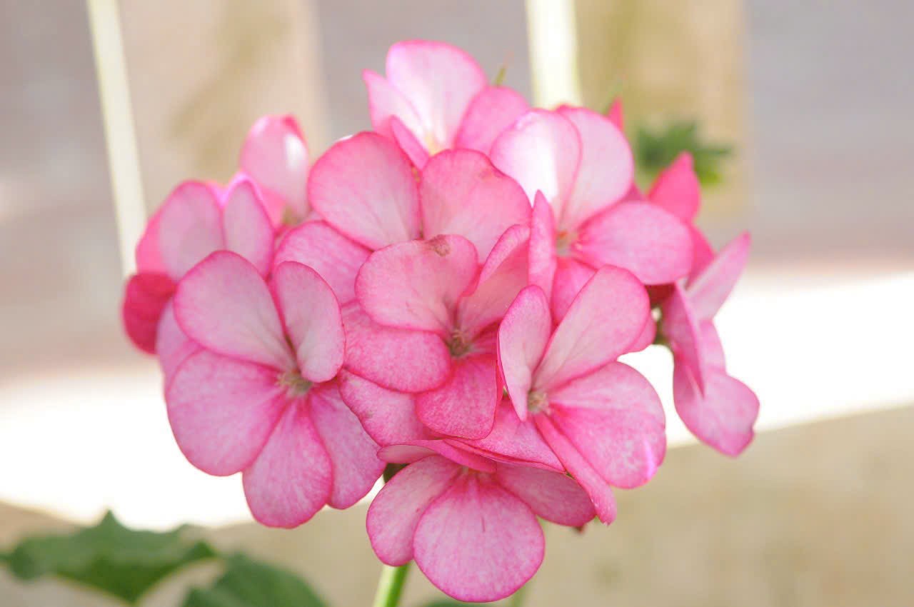 Cẩm tú cầu hồng