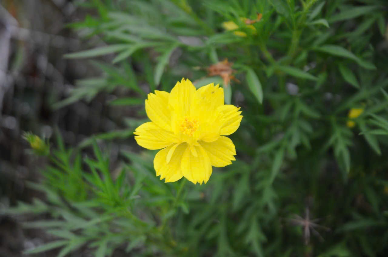 Cánh bướm