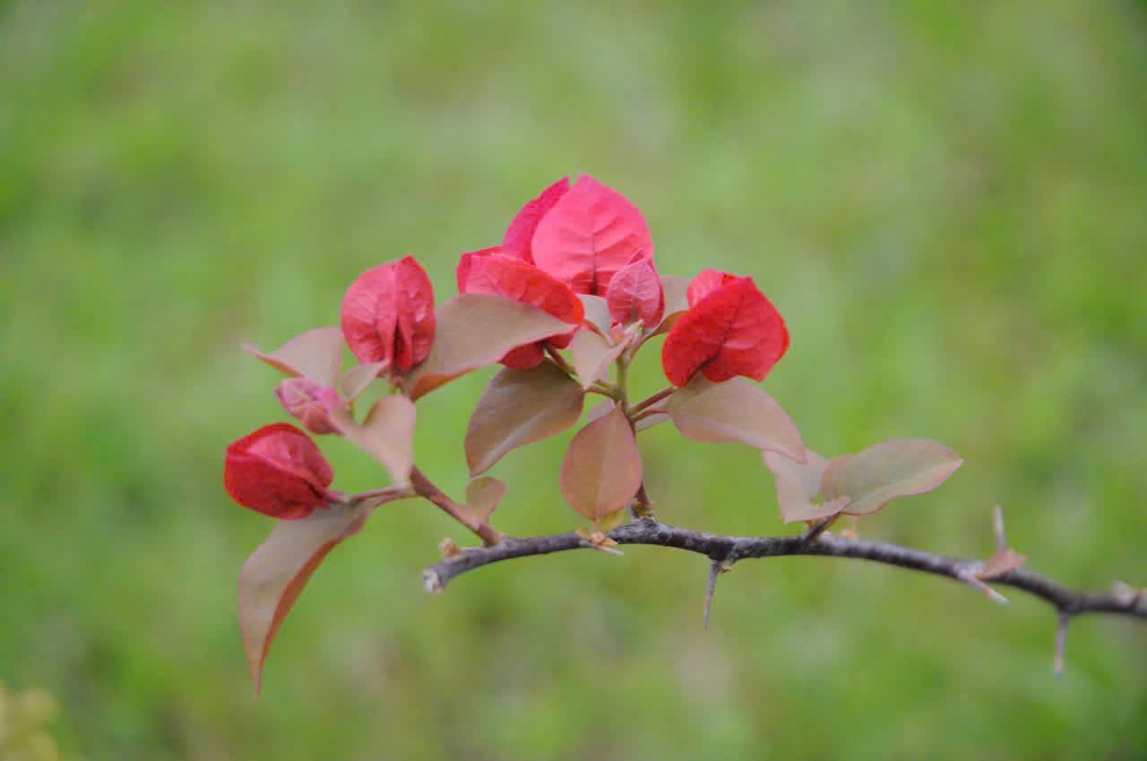 Hoa giấy