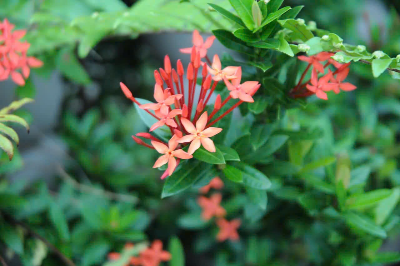 Hoa sao cam